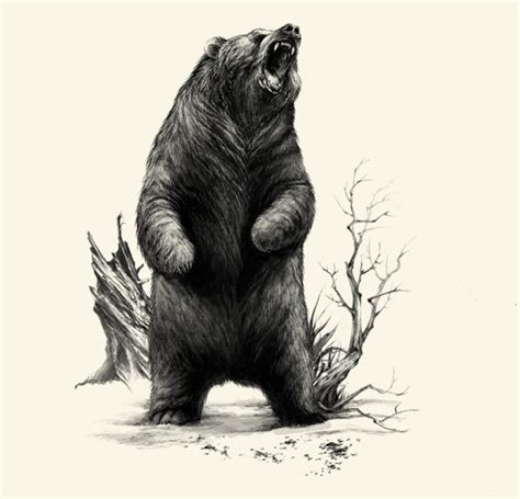 Angry Bear Drawing at GetDrawings | Free download