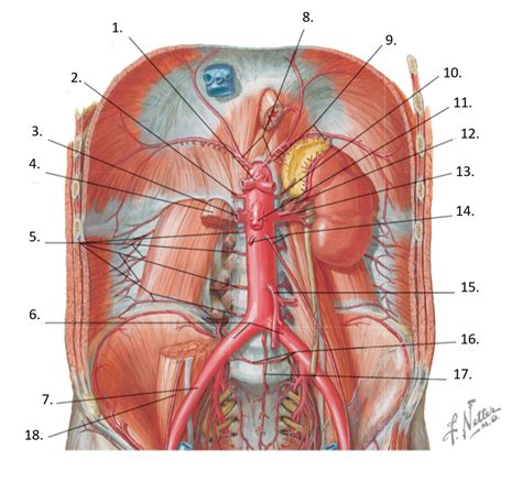 Blood Supply of Abdomen Diagram | Quizlet