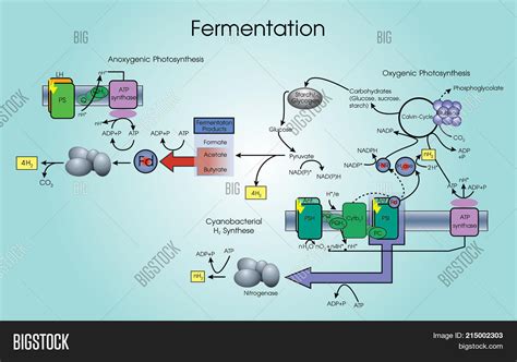 Lactic Acid Fermentation Process Diagram Types Of Fermentati