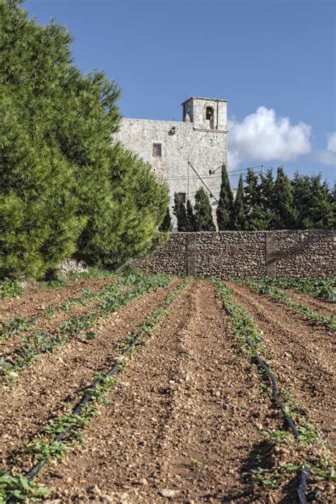 Malta Countryside stock photo. Image of agriculture, sowing - 28172870