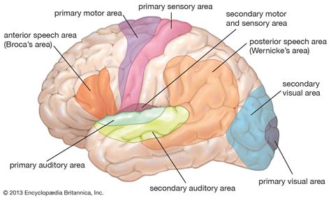 Human nervous system - Brain Lobes, Cortex, Neurons | Britannica