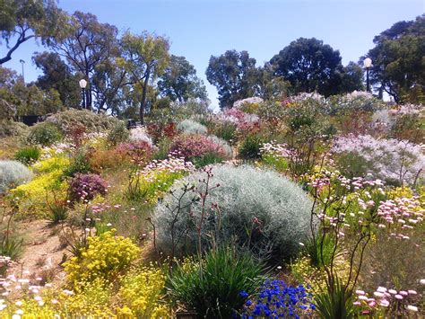 Australian native plants for rock gardens that can Survive the Heat ...