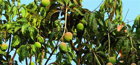 44+ Pruning Mango Trees South Africa Pics - Larry I. Sosa