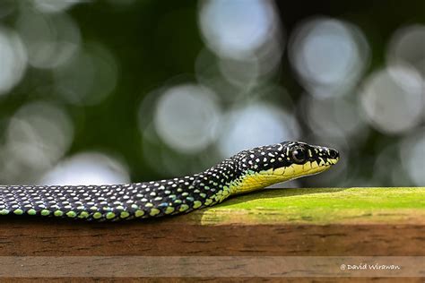 Paradise Tree Snake - Singapore Geographic