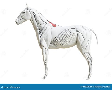 The Equine Muscle Anatomy - Rhomboideus Thoracis Stock Illustration ...