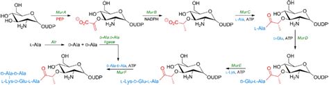 Scheme 1. Simplified synthesis of murein. | Download Scientific Diagram