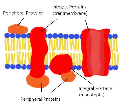 Difference Between Integral and Peripheral Proteins | Definition ...