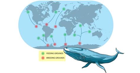 Blue Whale vs. Whale Shark: Comparing Two Giants - IMP WORLD