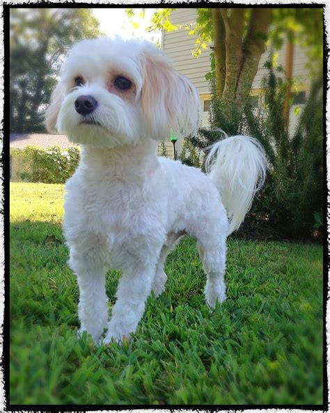 30 best maltese haircuts for dog lovers – Artofit