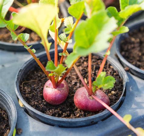 The Best Varieties of Beets to Grow | Kellogg Garden Organics™