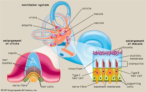 Macula | ear anatomy | Britannica