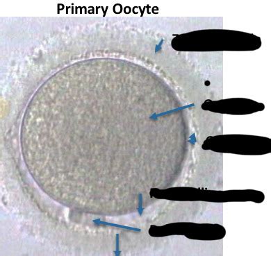 microscopic primary oocyte Diagram | Quizlet