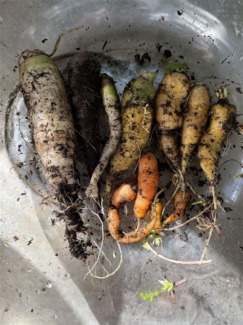 My first carrot harvest! 🥕 I grew these from seed in a pot together ...