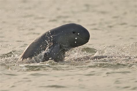 Irrawaddy Dolphin, Chilika Lake | Conservation India