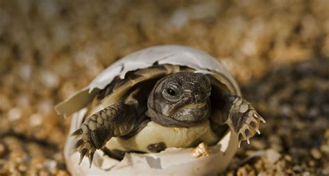 Galapagos Tortoise Facts, Habitat, Diet, Life Span, Pictures