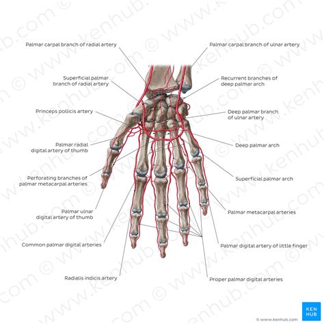 Arteries of the hand: Palmar view (English) – Kenhub Image License Store