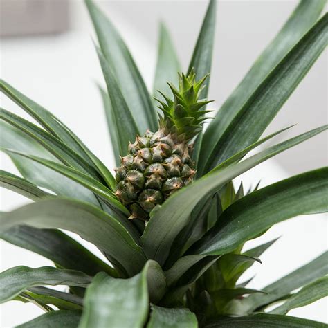 Pineapple Plant (Ananas Candido) | HeyPlants