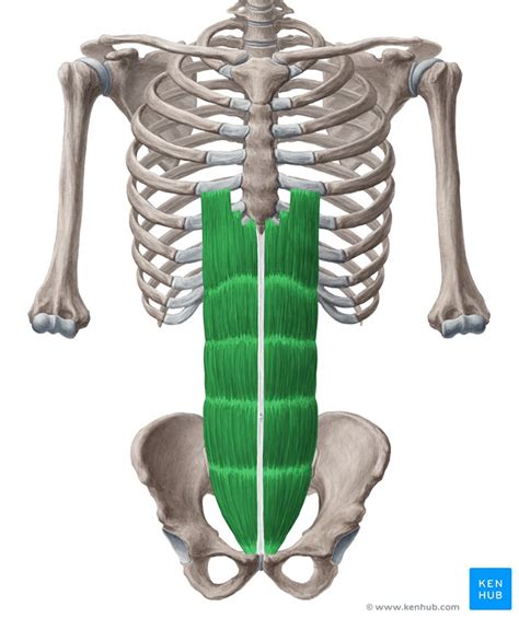 Rectus abdominis: Origin, insertion, innervation,function | Kenhub