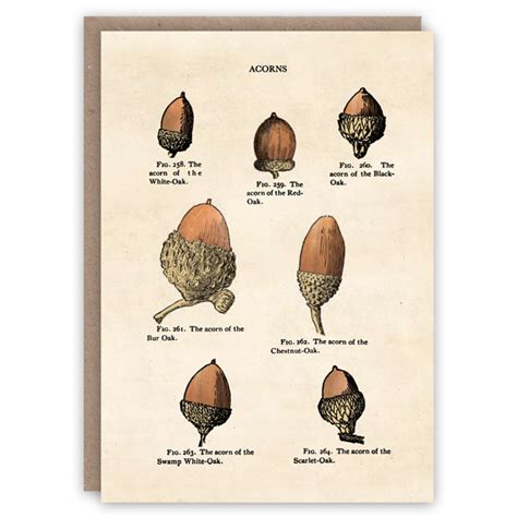 Acorn Tree Types: Identification Guide With Growing Zones, 51% OFF