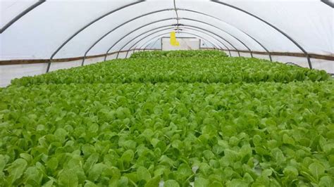 How hydroponics company unveils the truth about hydroponics | Elagreens