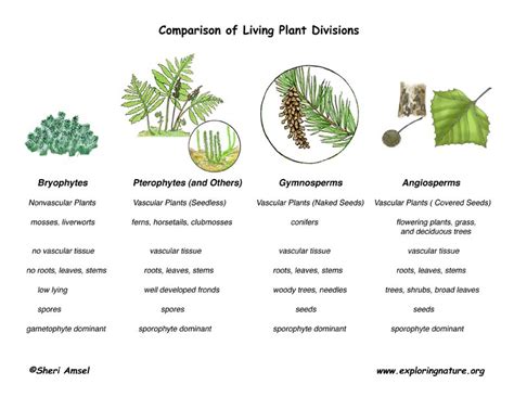 Vascular Plants vs. Nonvascular Plants