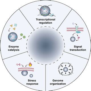 Physiological roles of intracellular LLPS condensates. LLPS-mediated ...