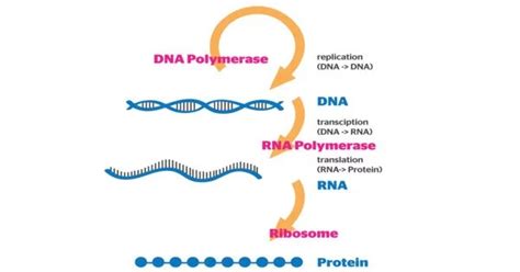 Gene Expression - Assignment Point