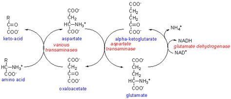 Transamination Mechanism