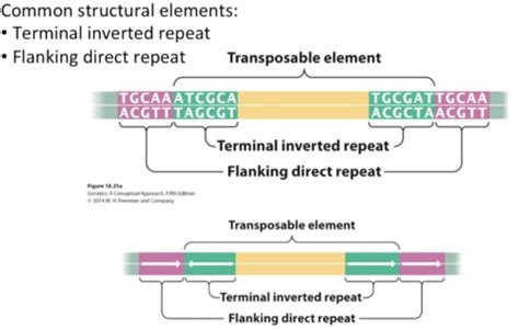 Chapter 18: Gene Mutations and DNA repair Flashcards | Quizlet