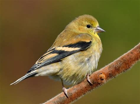 American Goldfinch - NestWatch