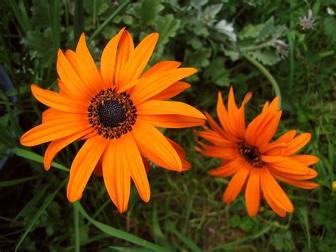 Types Of Orange Flowers Types of orange plants to