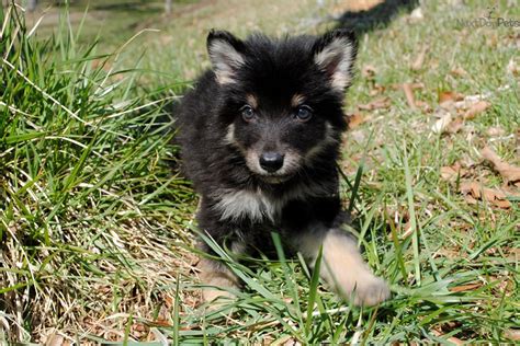 Wolf Hybrid Puppies Adoption : Wolf Hybrid puppy for sale near ...