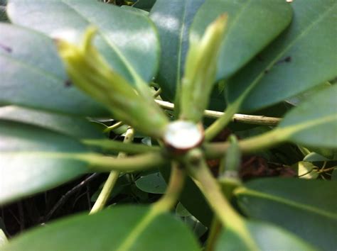 Zone Five and a Half: How or When to Trim Rhododendrons - Snap!