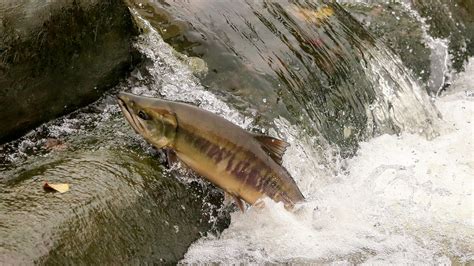 View the salmon migration in full swing with guided tours on Saturday