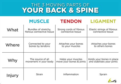 Torn, Pulled & Strained Back Muscles - What You Didn’t Know!