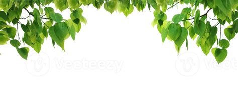 Bodhi green leaf tree. 8473734 PNG