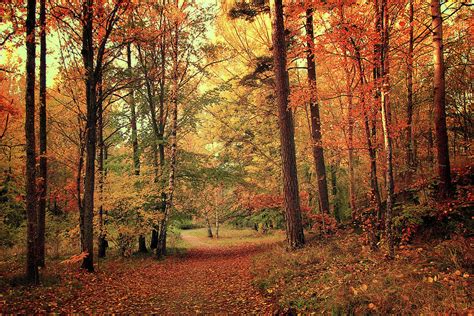 Autumn Forest by Photography By Pawel Matys