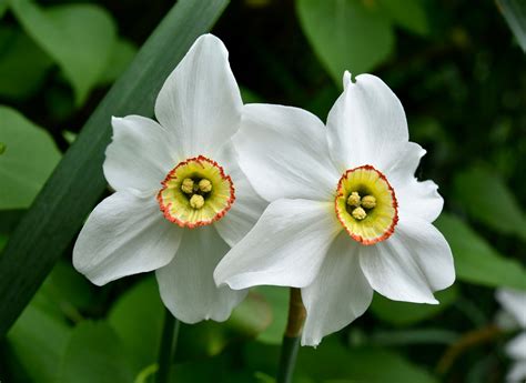 Narcissus | Description, Plant, Flower, Bulb, & Facts | Britannica