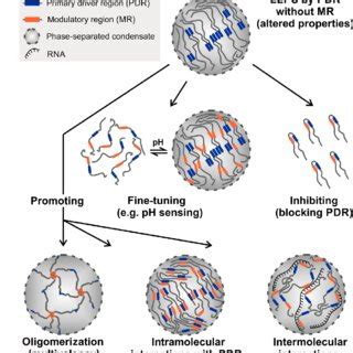 Schematic phase diagrams illustrating the role of additives on LLPS ...