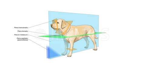 Veterinary anatomy - Animal: Terms of position and direction, Dorsal ...