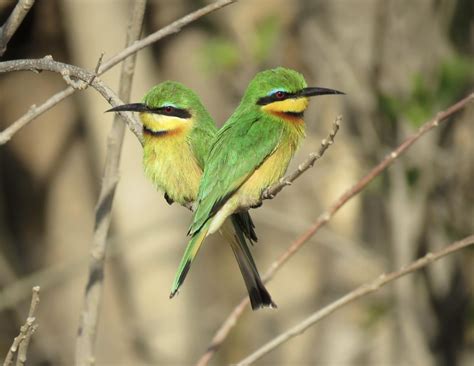 Bee-Eaters in Africa | Smithsonian Photo Contest | Smithsonian Magazine