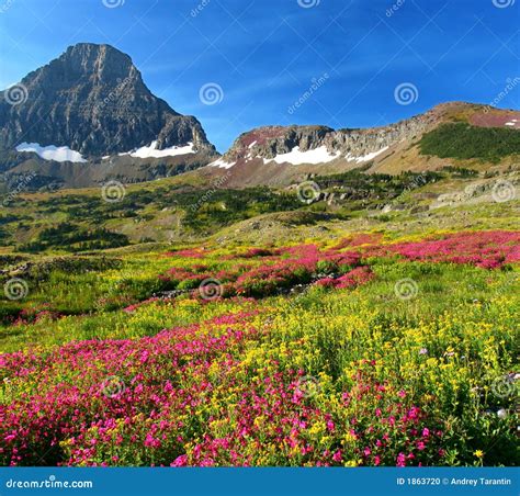 Alpine Meadows Stock Photo - Image: 1863720