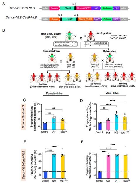 CRISPR/Cas9-based split homing gene drive targeting doublesex for ...