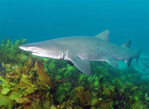 Critically Endangered Grey Nurse Shark Habitat Protection Slashed ...