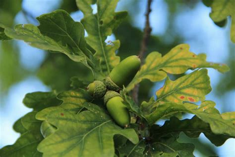 Acorn Identification » Tips For Cracking the Code