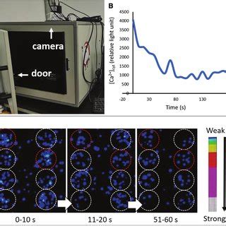 Background luminance signals of aequorin-transformed Arabidopsis ...