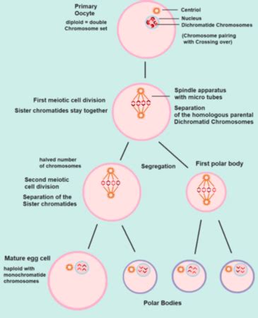 Oocyte Definition, Cell Division & Life Cycle | Study.com