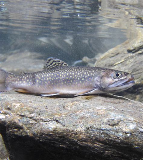 Environmental Monitor | Restoring Brook Trout Stream Habitat