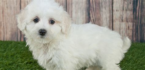 Maltipoo (Maltese Poodle Mix): Breed Facts & Temperament