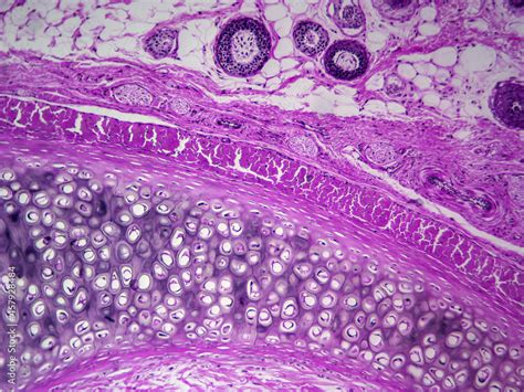 Elastic Cartilage Histology – NBKomputer